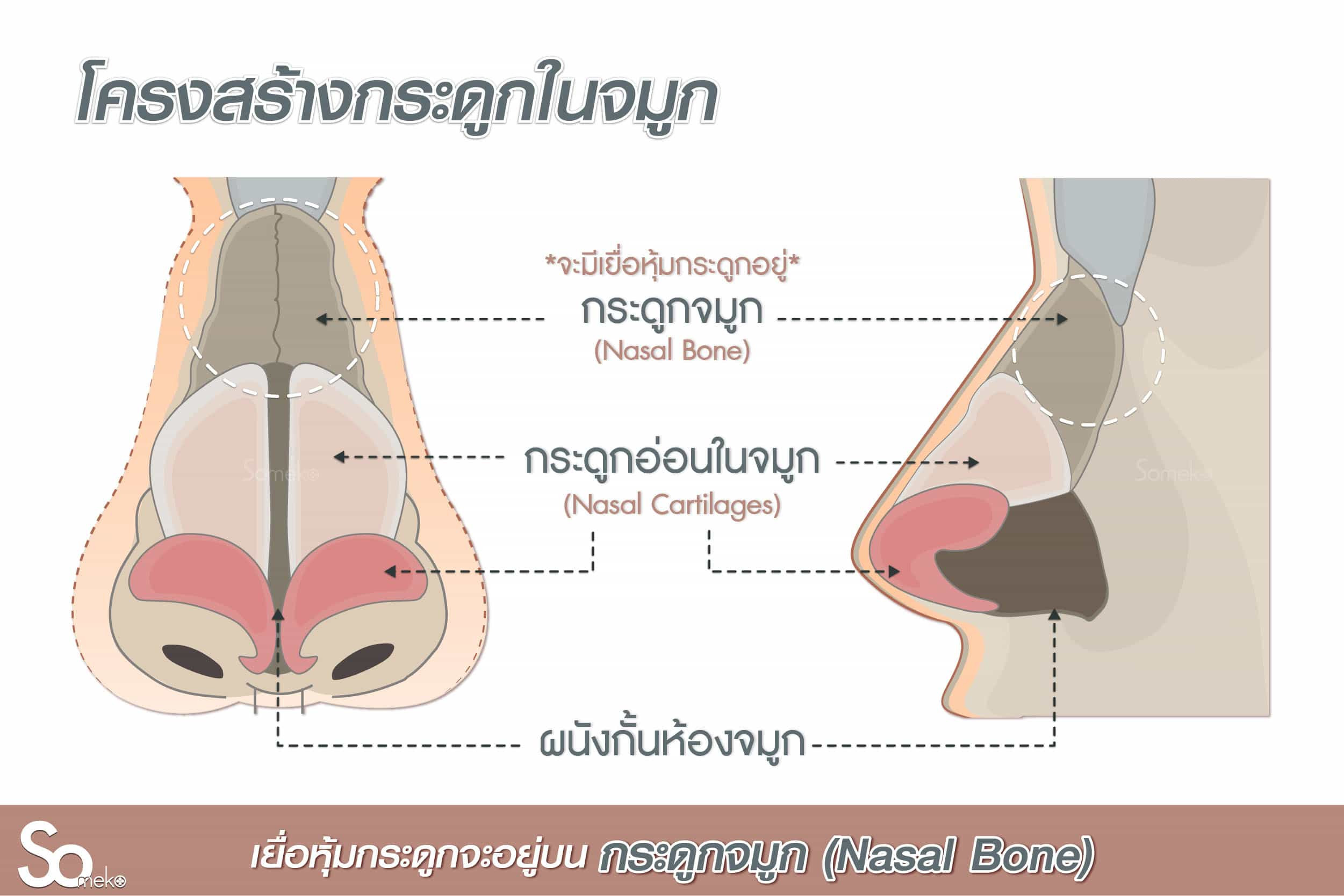 โครงสร้างจมูก คือ